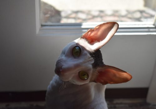 cornish-rex-crx-6